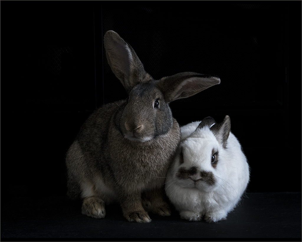 Asigned Subject In Class M By Kathy Radziunas For Furever Together OCT-2018.jpg